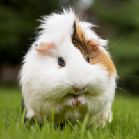 Guinea Pig Sounds