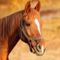 Horse Sounds