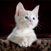 Kitten Sounds