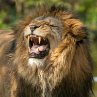 Lion Sounds