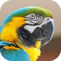Macaw Bird Sounds