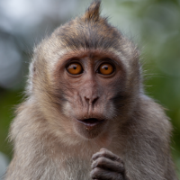Monkey Sounds