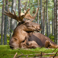 Moose Sounds