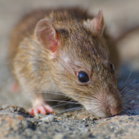 Mouse and Rat Sounds