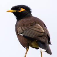 Myna Bird Sounds