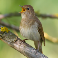 Nightingale Bird Sounds