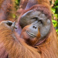 Orangutan Sounds