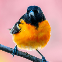 Oriole Bird Sounds