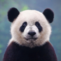 Panda Sounds