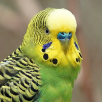 Parakeet Sounds