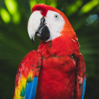 Parrot Sounds