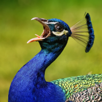 Peacock Sounds