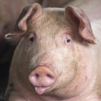 Pig Sounds