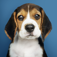 Puppy Barking Sounds
