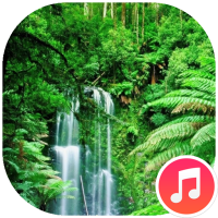 Rain Forest Sounds