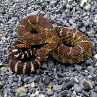 Rattlesnake Sounds