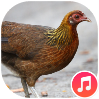 Red Junglefowl Female Sounds
