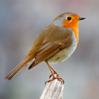 Robin Bird Sounds