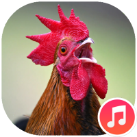 Rooster Sounds