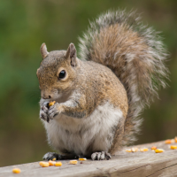 Squirrel Sounds