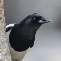 Stone Magpie Sounds