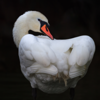 Swan Sounds