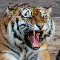 Tiger Sounds