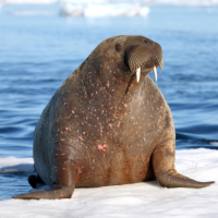 Walrus Sounds