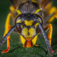 Wasp Sounds