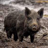 Wild Boar Sounds