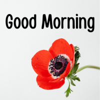 Good Morning Pictures & Wishes