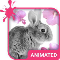 Cute Bunny Wallpaper Theme