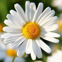 Daisy Wallpapers