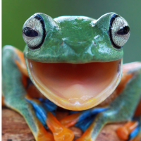Frog Wallpaper