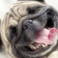 Pug Wallpapers