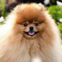 Pomeranian Wallpapers