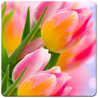 Tulip Flower Live Wallpaper