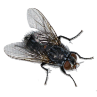 Fly Sound